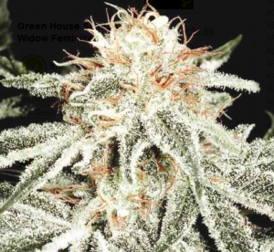 Green House Seeds White Widow