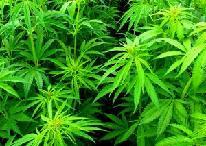 Medical Marijuana Bill Passes Committee in Connecticut