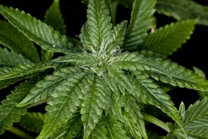 Medical Marijuana Expansion Considered in Arizona