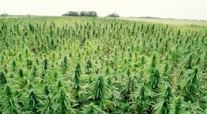 The Growing Hemp Industry Has Some Marijuana Growers Worried
