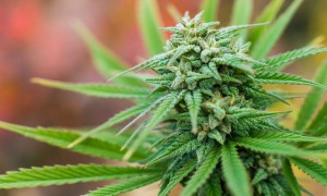 Medical Marijuana Moves to Full Pennsylvania Senate