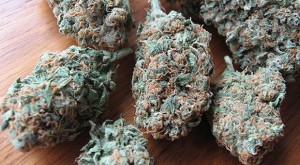 Australia Set To Legalize Marijuana Growing
