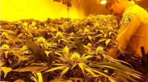 $1.2 Million Worth of Marijuana Plants Discovered in LA Warehouse