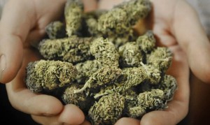 Colorado Lawmakers Approve Medical Marijuana For Students in School