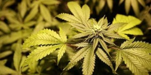 Nebraska Lawmakers Advance Medical Marijuana Bill