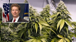 Rand Paul Gets High Praise From Marijuana Policy Group