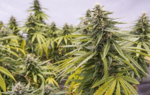 Recreational Marijuana Bill Offered in Pennsylvania Senate