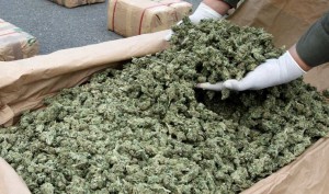 510 Pound Marijuana Bust in North Carolina Mansion