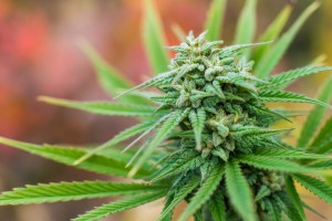 600 Marijuana Plants Found Growing Behind Day Care Center