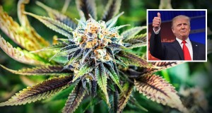 Does Donald Trump Support Marijuana?