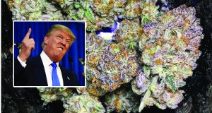 Trump Administration Signals A Possible Crackdown On States Over Marijuana