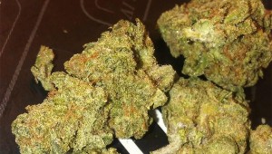 Strain of The Day: Green Crack