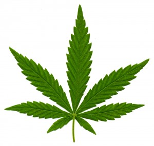 What is Indica Marijuana