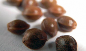 What Is The Best Way To Germinate Cannabis Seeds?