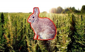 DEA Warns of Stoned Rabbits in Utah