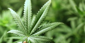 Poll: Almost Half of United States Has Tried Marijuana