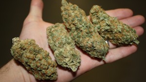 300 Pounds Of Marijuana Seized In Nashville Bust