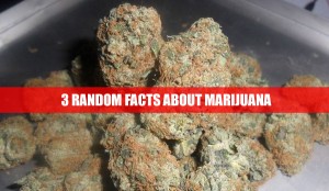 3 Random Facts About Marijuana You Probably Didn’t Know