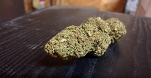 Canada Plans Marijuana Legalization by Spring 2017