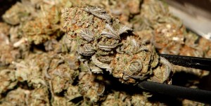 Hundreds of Pounds of Marijuana Found in Storage Unit