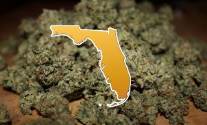 Judge Clears Path for Medical Marijuana in Florida