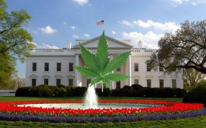 Marijuana Becomes Legalized In Washington, D.C Tonight at Midnight