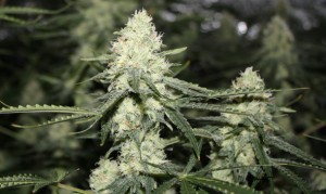Ohio Voters to Decide on Legalized Recreational Marijuana Today