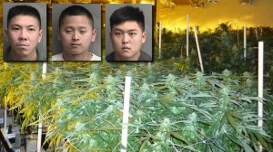 Police Discover Marijuana Factory Worth $15 Million