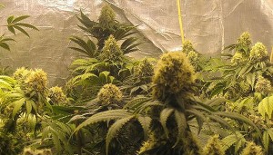 Washington State Medical Marijuana Policy Set to Change