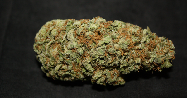 The 10 Best Sativa Strains Of All Time | Marijuana World News