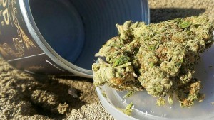 The Two Most Expensive Cannabis Strains In The World