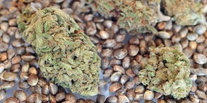 5 Critical Reasons You Should Be Eating Raw Cannabis Seeds