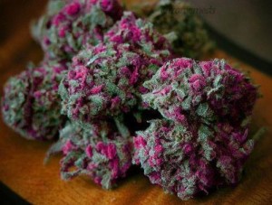 The Truth About Pink Marijuana